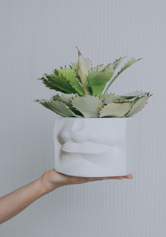 'Lips of David' Planter